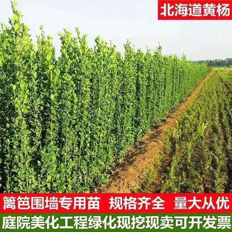 北海道黄杨围墙绿篱笆墙庭院绿植四季常青树苗工程苗