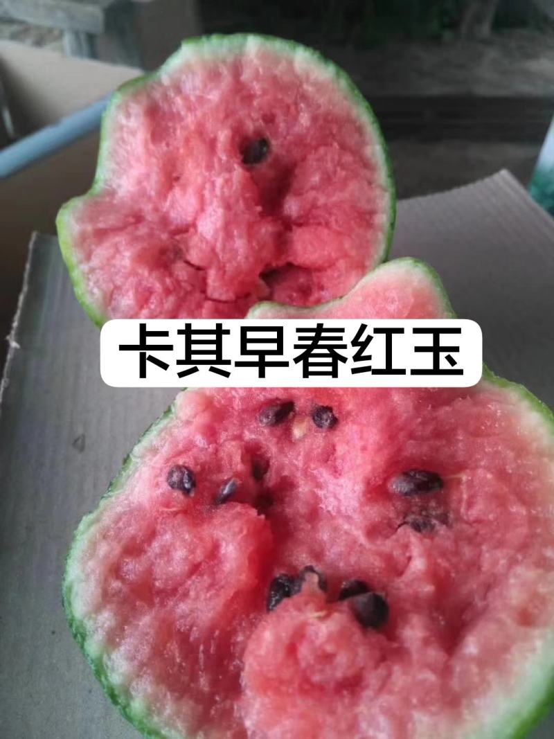 卡其大果早春红玉西瓜种子礼品西瓜种子花皮椭圆形小西瓜种籽