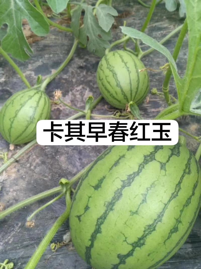 卡其大果早春红玉西瓜种子礼品西瓜种子花皮椭圆形小西瓜种籽