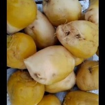 【八宝菜】年底促销腌制芥菜，咸菜疙瘩