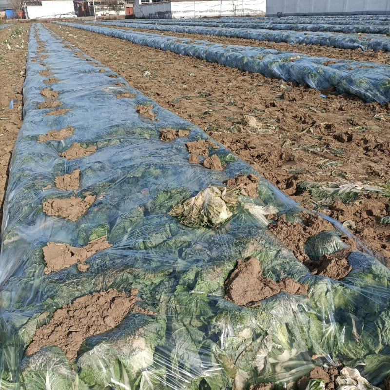 大量北京新三号