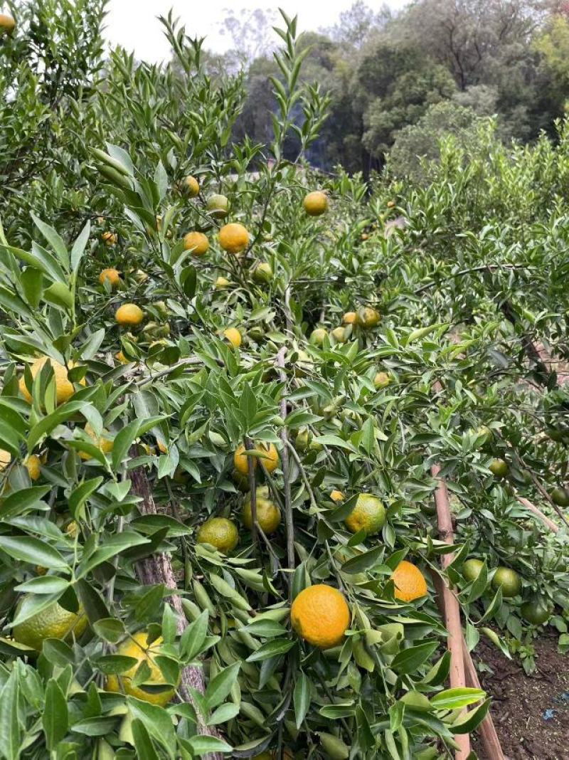 长期供应陈皮货源稳定性价比之选一手批发优惠