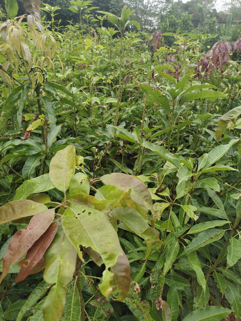 芒果直生。苗