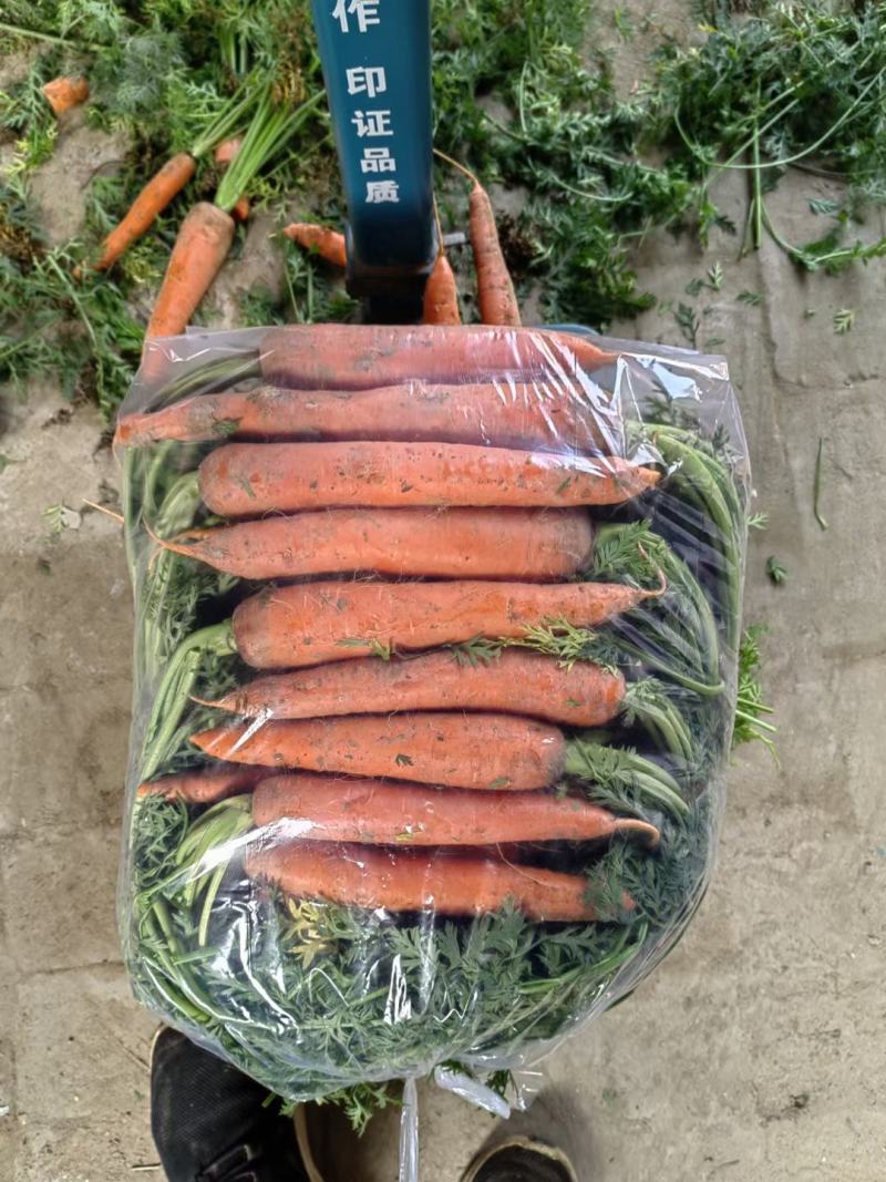精品胡萝卜，大量有货一手货源对接商超，保质保量，需要联系