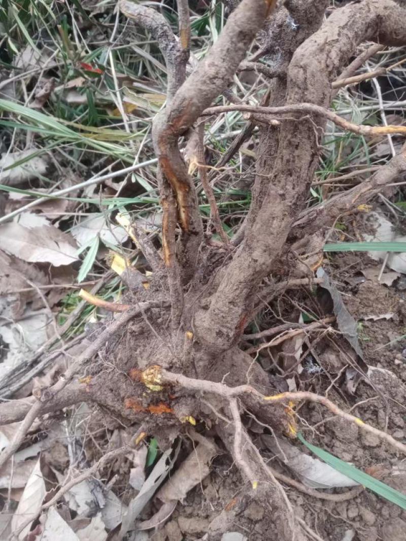 三棵针三颗针刺黄莲钢针刺纯野生鲜货干货产地直供