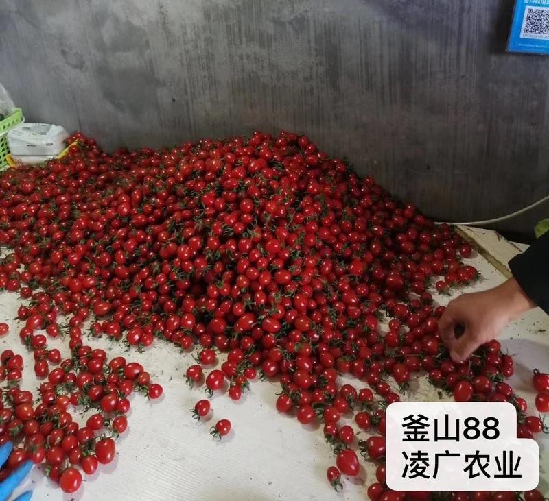 釜山88F1小蕃茄种子果实鸡心形耐低温耐贮运抗病性强商品