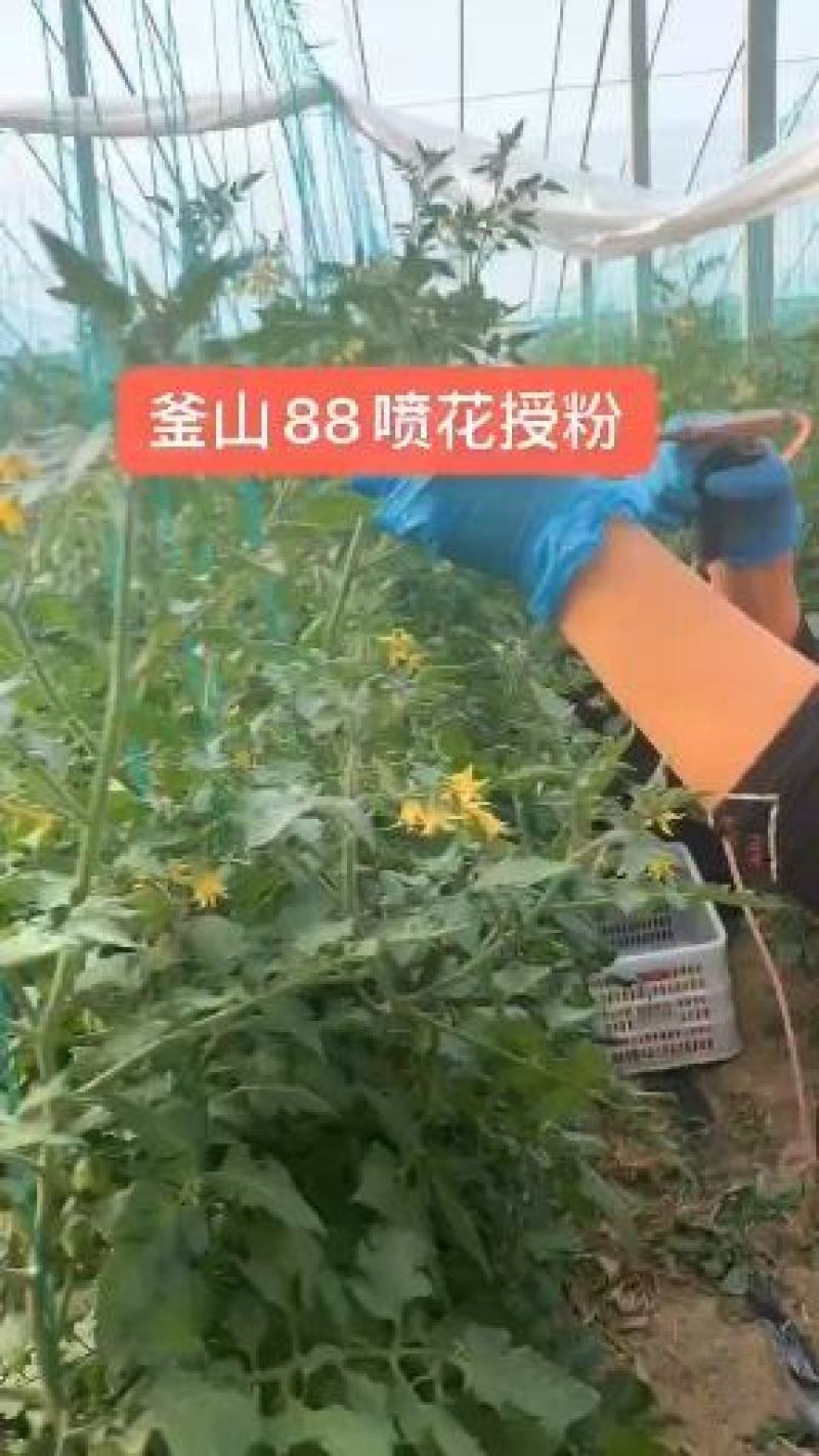 釜山88F1小蕃茄种子果实鸡心形耐低温耐贮运抗病性强商品