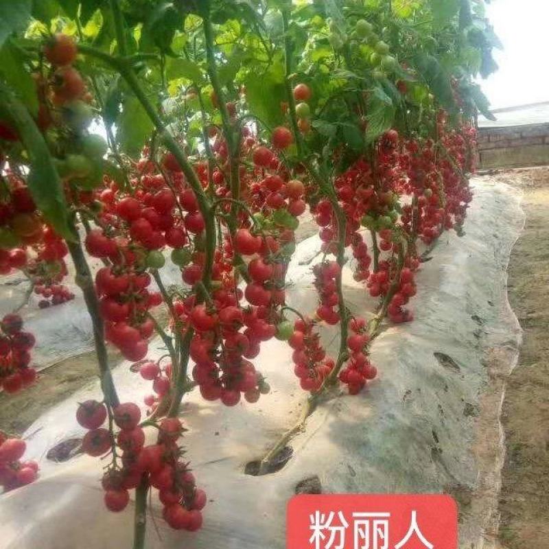 釜山88F1小蕃茄种子果实鸡心形耐低温耐贮运抗病性强商品