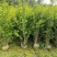 四川成都温江出售大量精品木槿花丛生木槿木槿花木槿花木槿花
