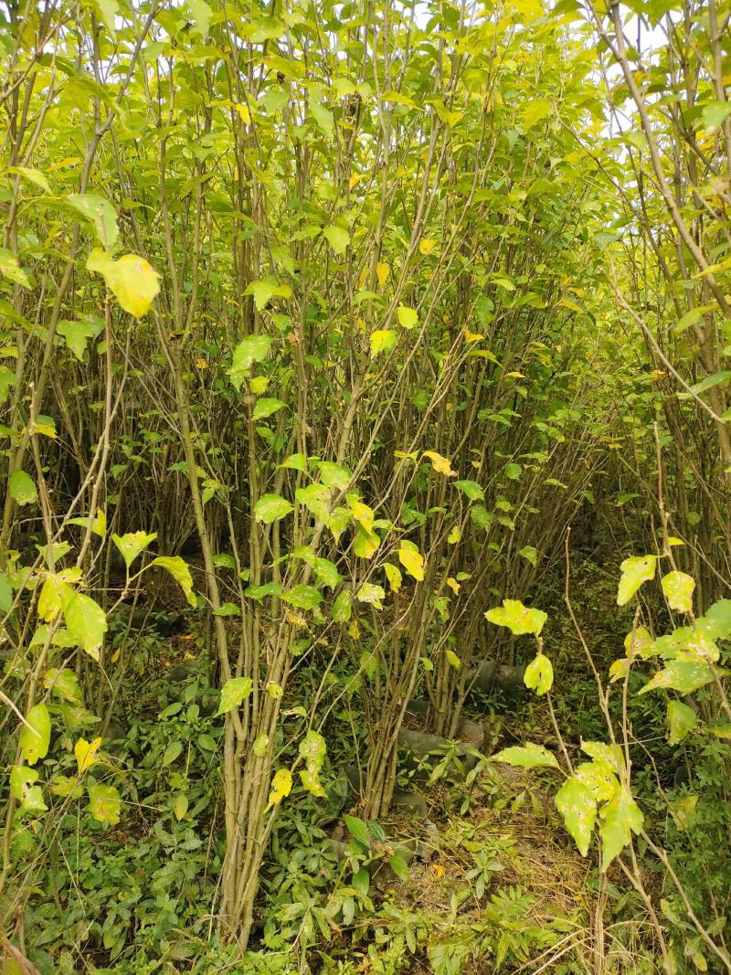 四川成都温江出售大量精品木槿花丛生木槿木槿花木槿花木槿花