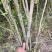 四川成都温江出售大量精品木槿花丛生木槿木槿花木槿花木槿花