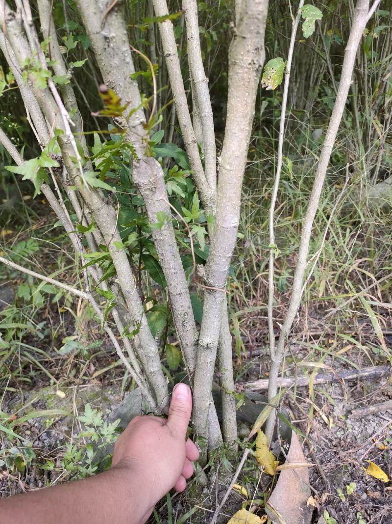 四川成都温江出售大量精品木槿花丛生木槿木槿花木槿花木槿花