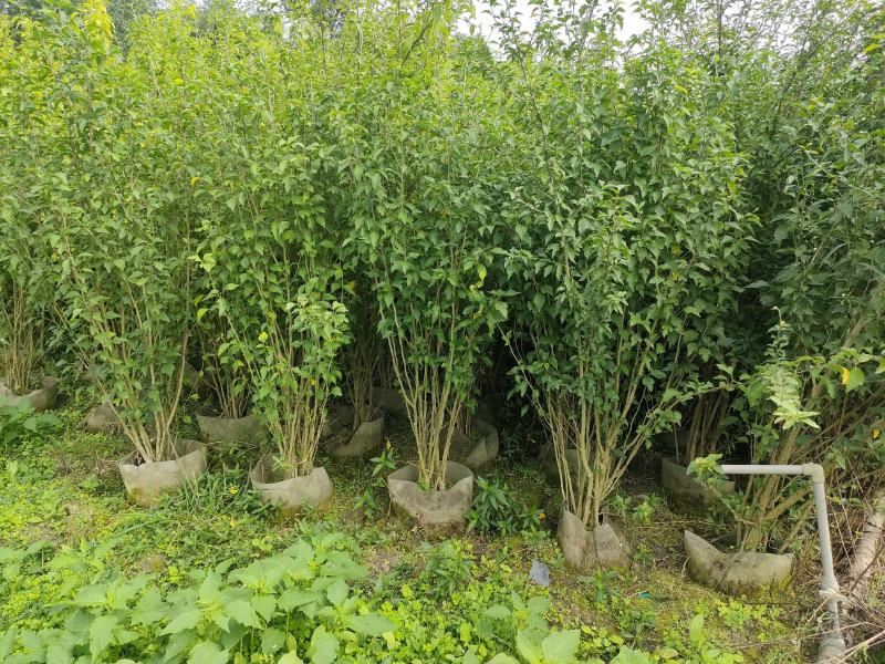 四川成都温江出售大量精品木槿花丛生木槿木槿花木槿花木槿花
