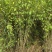 四川成都温江出售大量精品木槿花丛生木槿木槿花木槿花木槿花