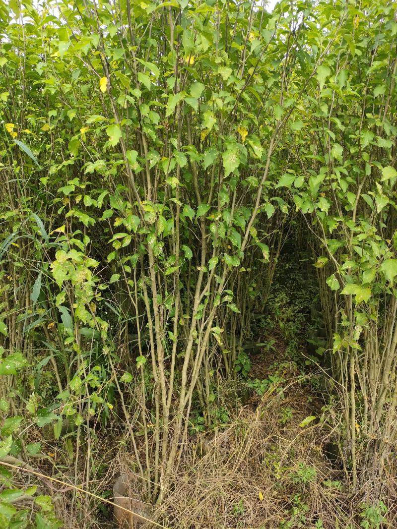四川成都温江出售大量精品木槿花丛生木槿木槿花木槿花木槿花