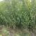 四川成都温江出售大量精品木槿花丛生木槿木槿花木槿花木槿花