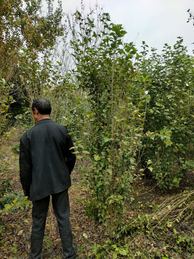 四川成都温江出售大量精品木槿花丛生木槿木槿花木槿花木槿花
