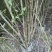 四川成都温江出售大量精品木槿花丛生木槿木槿花木槿花木槿花