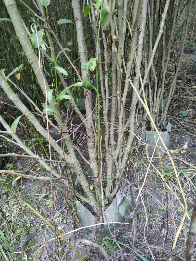 四川成都温江出售大量精品木槿花丛生木槿木槿花木槿花木槿花