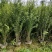 四川成都温江出售大量精品木槿花丛生木槿木槿花木槿花木槿花