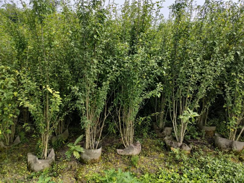 四川成都温江出售大量精品木槿花丛生木槿木槿花木槿花木槿花