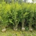 四川成都温江出售大量精品木槿花丛生木槿木槿花木槿花木槿花