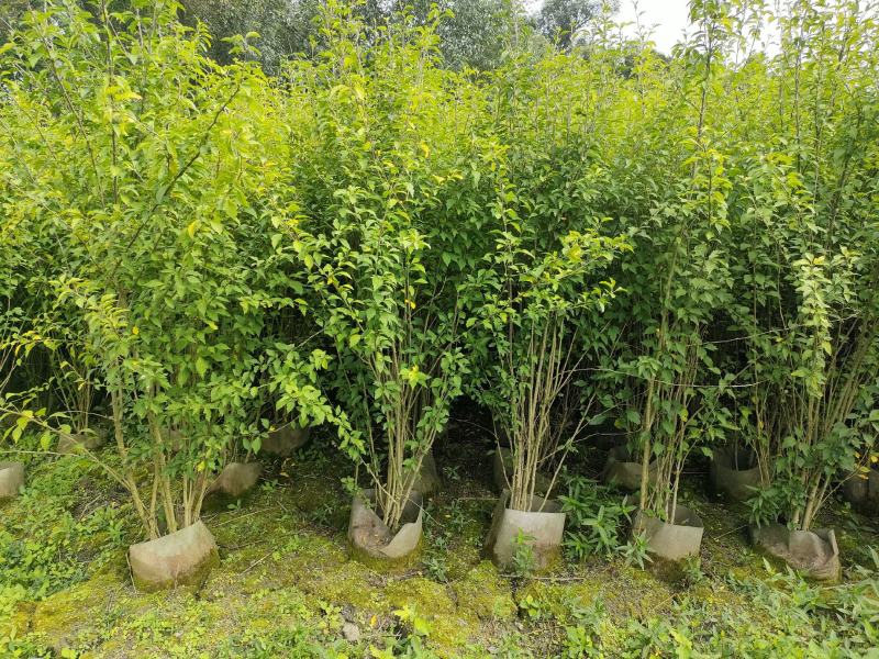 四川成都温江出售大量精品木槿花丛生木槿木槿花木槿花木槿花