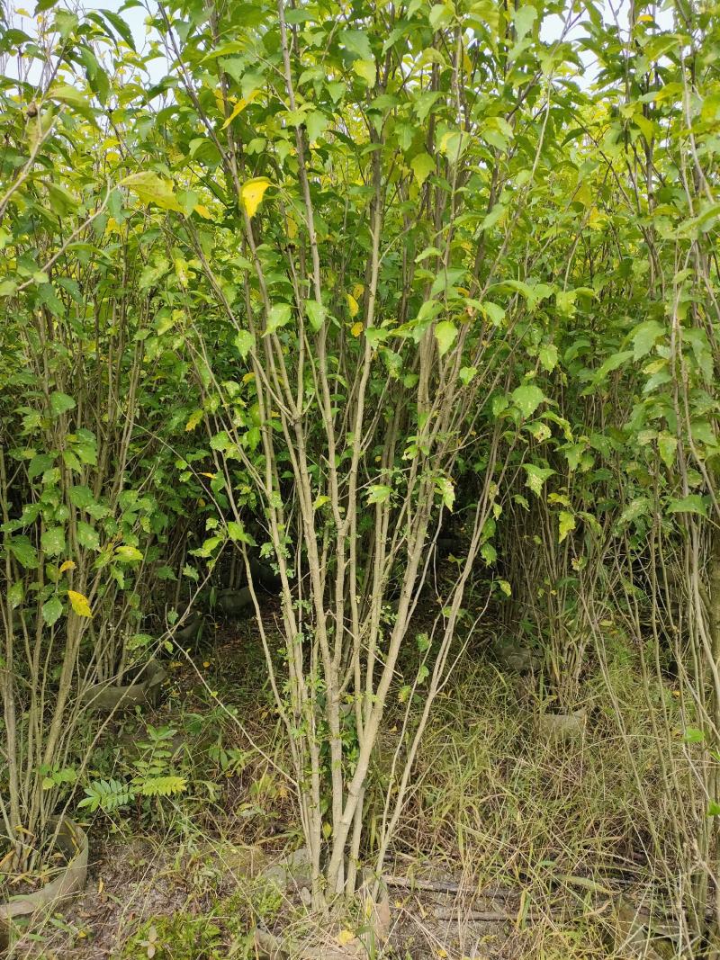 四川成都温江出售大量精品木槿花丛生木槿木槿花木槿花木槿花