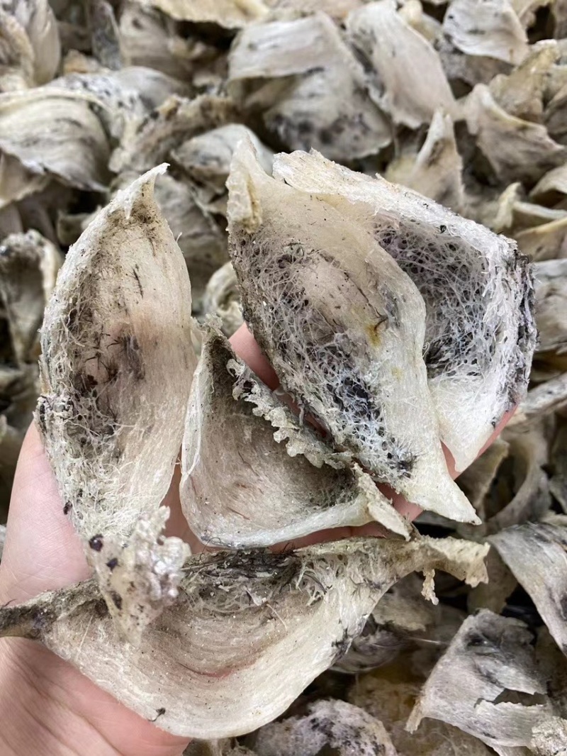 毛燕