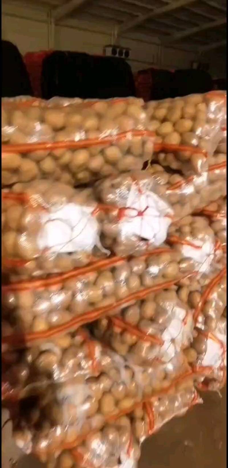 土豆种子公司总部基地，销售部，需要的土豆种子的客户联系我