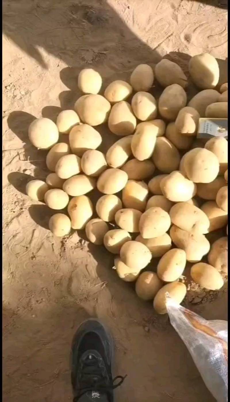土豆种子公司总部基地，销售部，需要的土豆种子的客户联系我