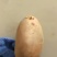 土豆种子公司总部基地，销售部，需要的土豆种子的客户联系我