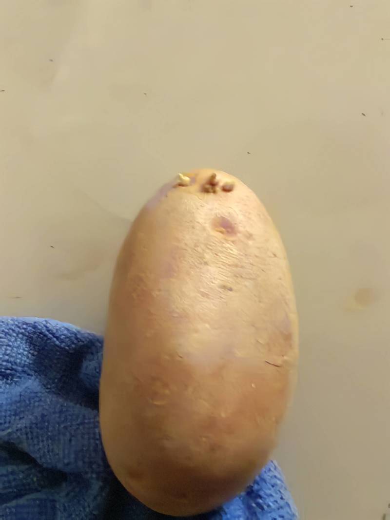 土豆种子公司总部基地，销售部，需要的土豆种子的客户联系我