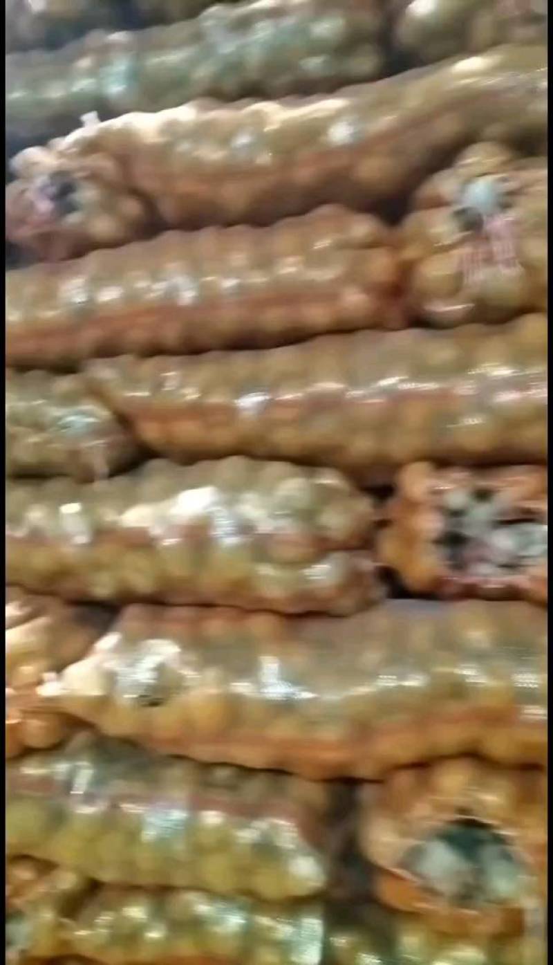 土豆种子公司总部基地，销售部，需要的土豆种子的客户联系我