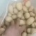 土豆种子公司总部基地，销售部，需要的土豆种子的客户联系我