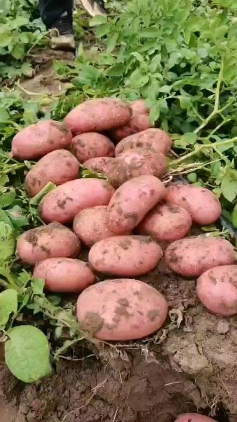 土豆种子公司总部基地，销售部，需要的土豆种子的客户联系我