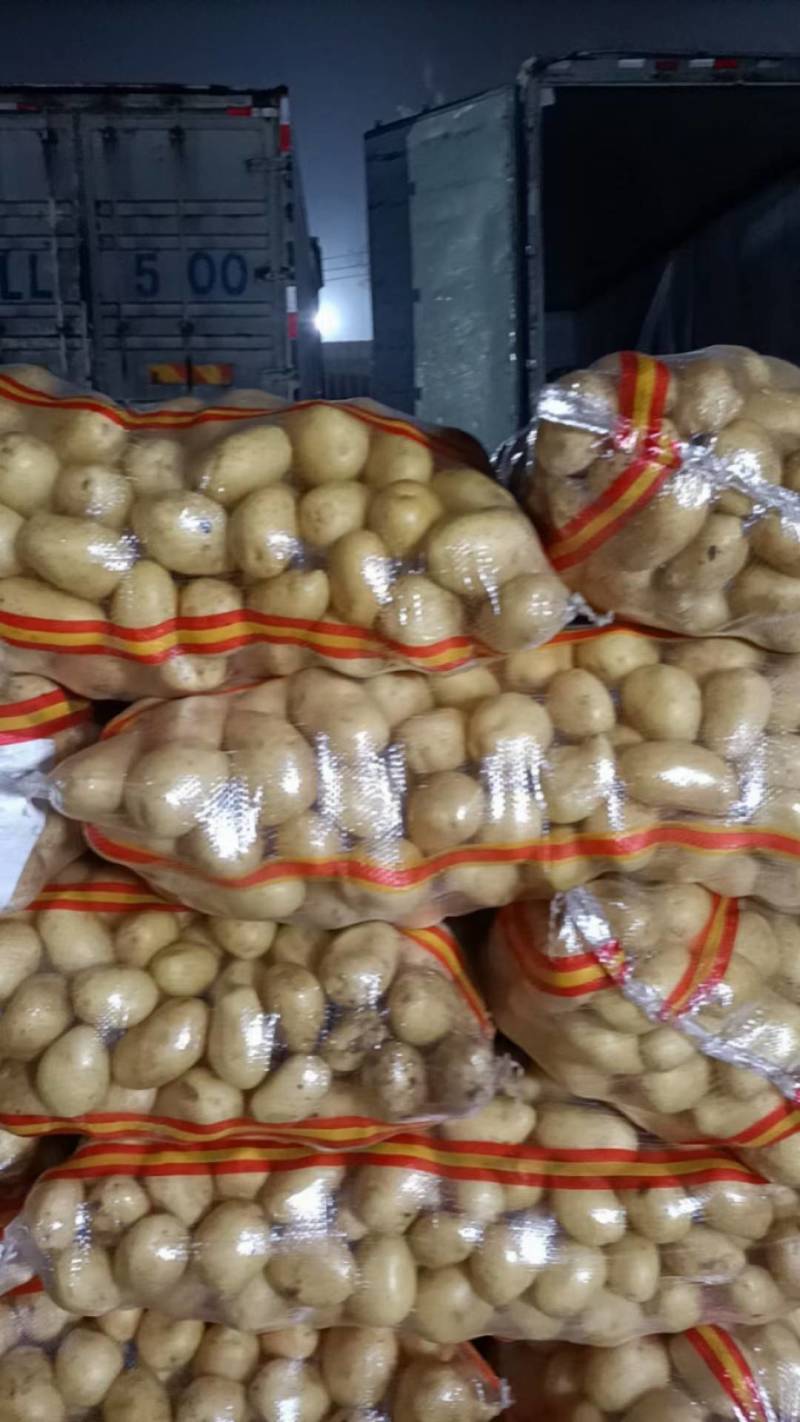 土豆种子公司总部基地，销售部，需要的土豆种子的客户联系我