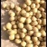 土豆种子公司总部基地，销售部，需要的土豆种子的客户联系我