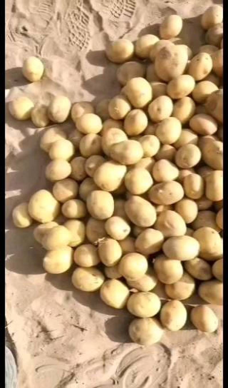 土豆种子公司总部基地，销售部，需要的土豆种子的客户联系我