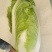北京三号白菜40亩量大从优