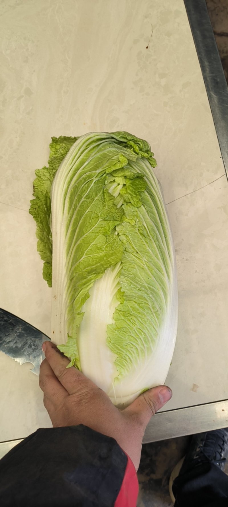 北京三号白菜40亩量大从优