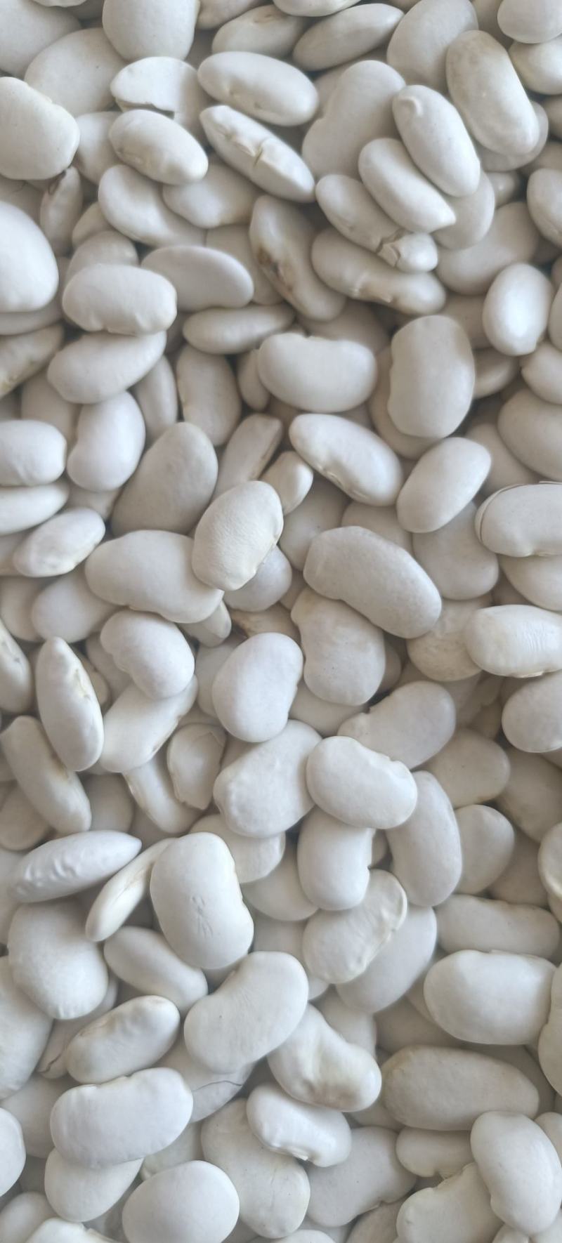 白芸豆包邮白云豆大豆类精细包装包退换白豆腰豆