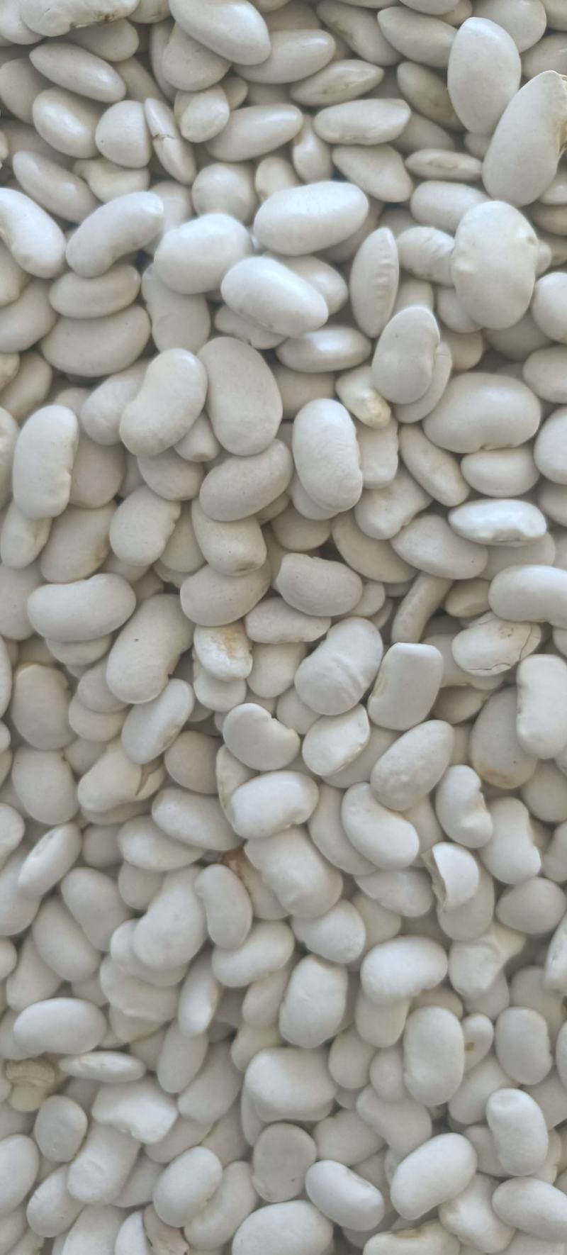 白芸豆包邮白云豆大豆类精细包装包退换白豆腰豆
