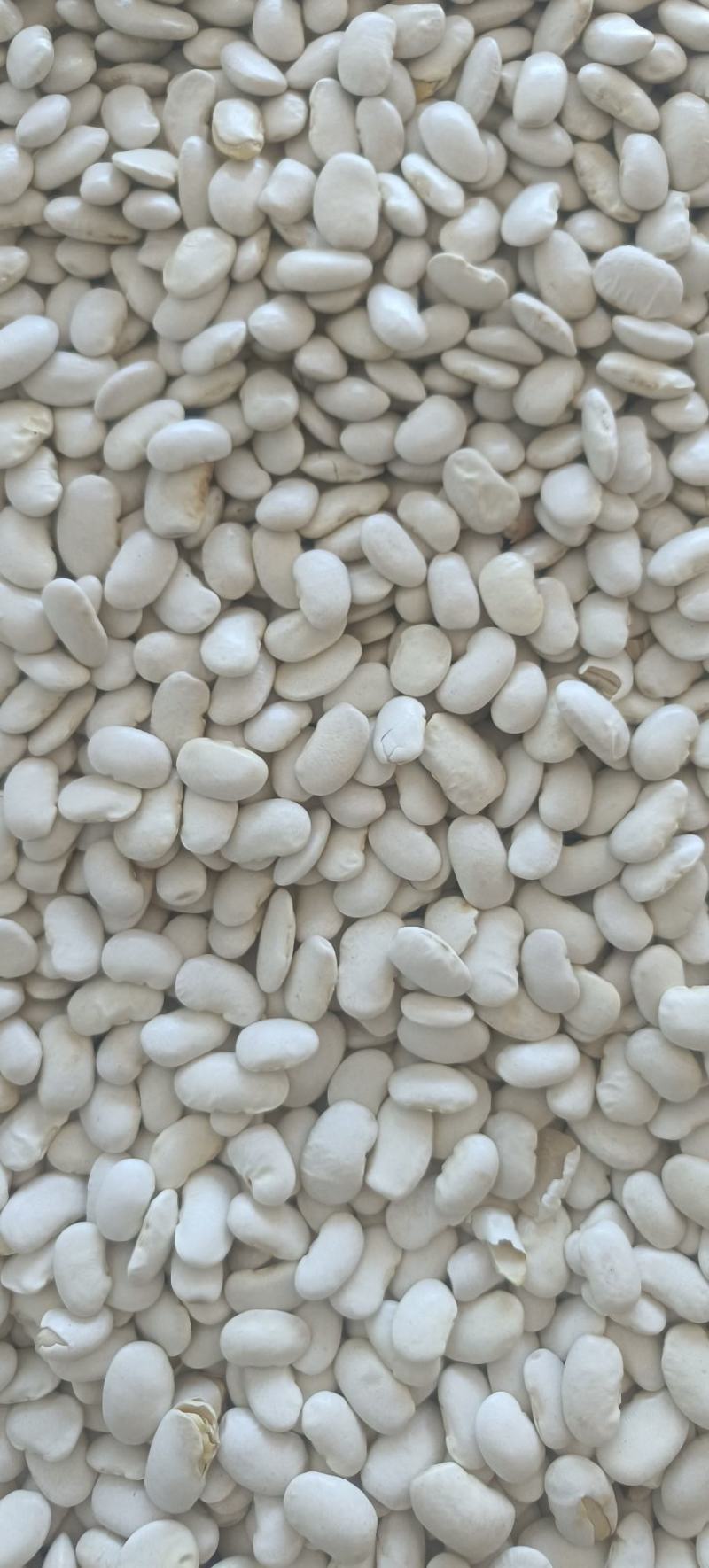 白芸豆包邮白云豆大豆类精细包装包退换白豆腰豆