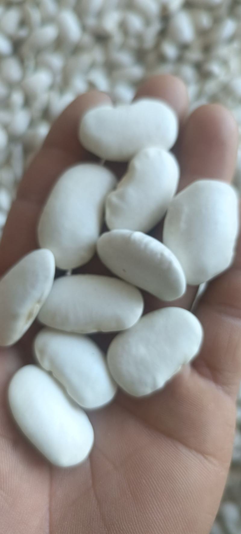 白芸豆包邮白云豆大豆类精细包装包退换白豆腰豆