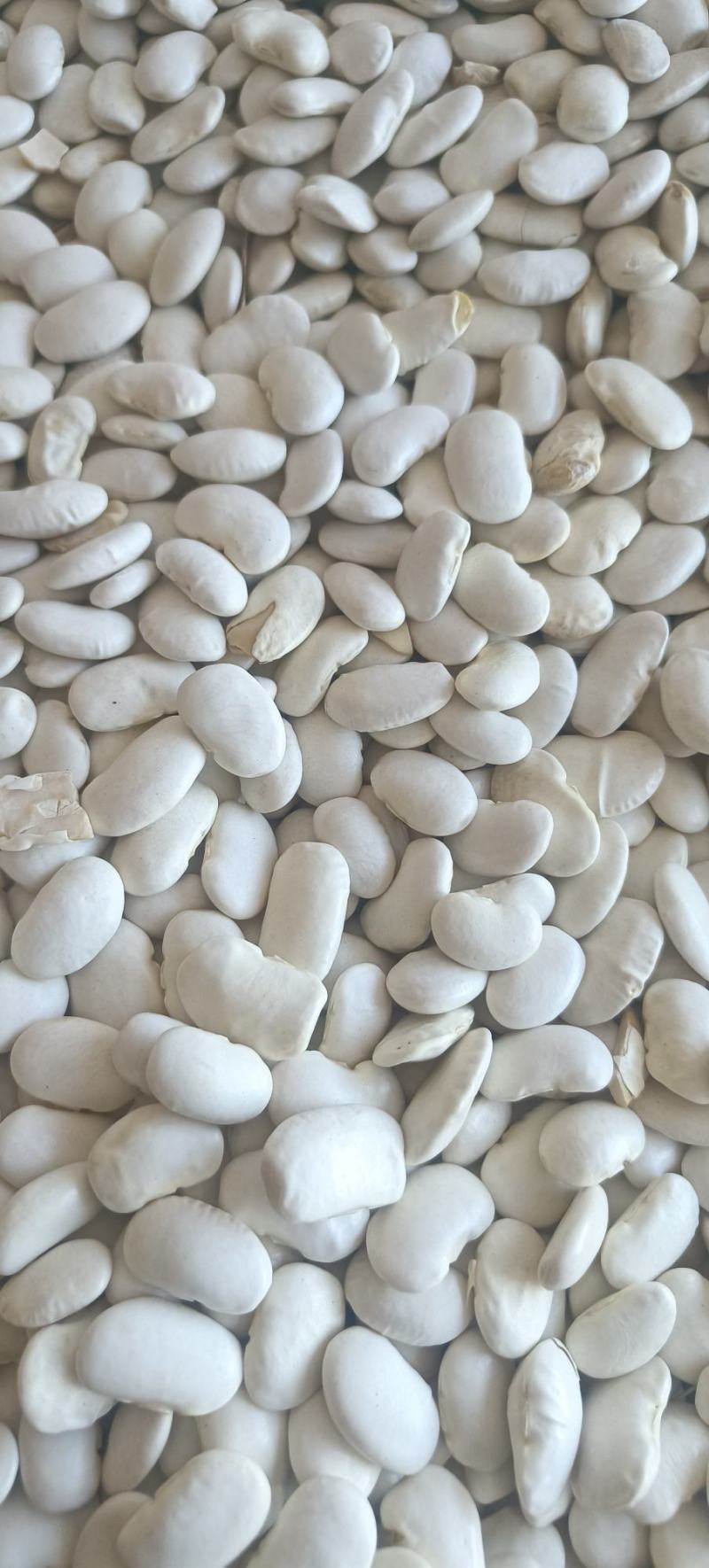 白芸豆包邮白云豆大豆类精细包装包退换白豆腰豆