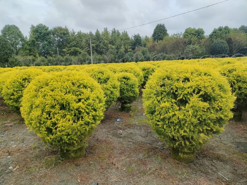 四川成都温江出售大量精品千层金球黄金香柳球千层金黄金香柳