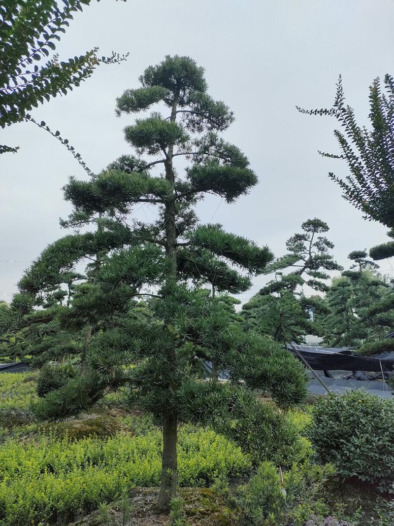 四川成都温江出售大量精品造型罗汉松造型米罗汉罗汉松树盆景