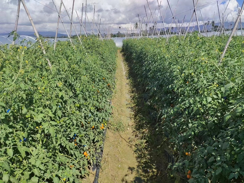 露地西红柿搭架现场图