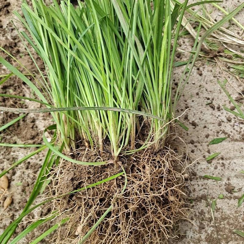 襄阳洪坤麦冬草基地常年大量特价直销中